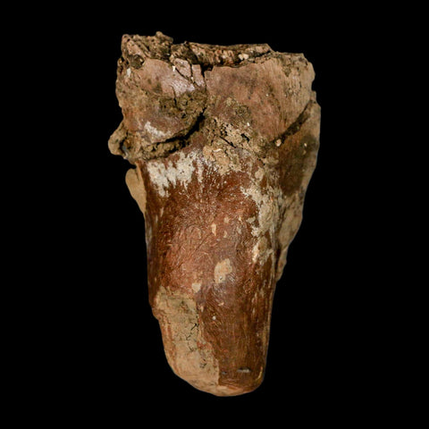 2.5" Hadrosaur Dinosaur Fossil Vertebrae Prosses Bone Judith River FM Montana COA - Fossil Age Minerals