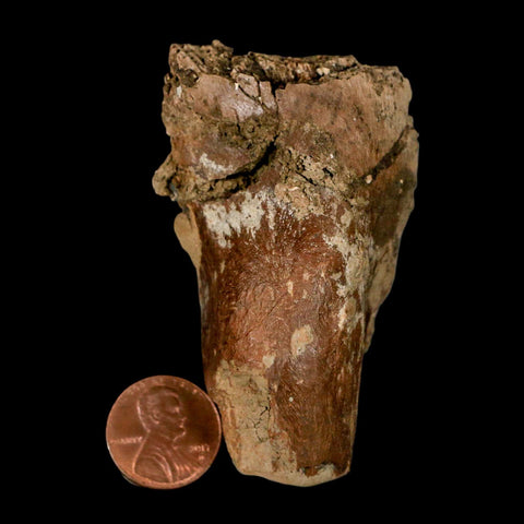 2.5" Hadrosaur Dinosaur Fossil Vertebrae Prosses Bone Judith River FM Montana COA - Fossil Age Minerals