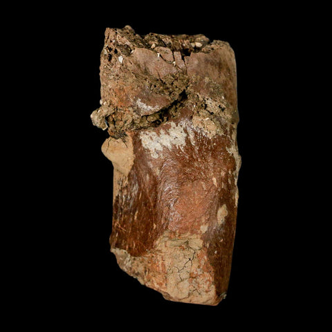 2.5" Hadrosaur Dinosaur Fossil Vertebrae Prosses Bone Judith River FM Montana COA - Fossil Age Minerals