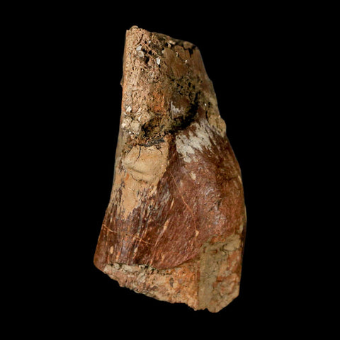 2.5" Hadrosaur Dinosaur Fossil Vertebrae Prosses Bone Judith River FM Montana COA - Fossil Age Minerals