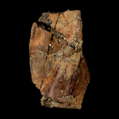 2.5" Hadrosaur Dinosaur Fossil Vertebrae Prosses Bone Judith River FM Montana COA - Fossil Age Minerals