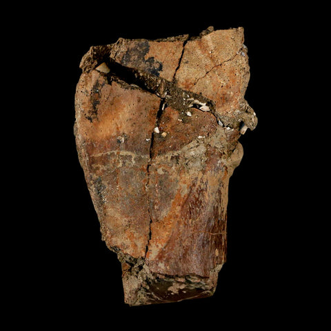 2.5" Hadrosaur Dinosaur Fossil Vertebrae Prosses Bone Judith River FM Montana COA - Fossil Age Minerals