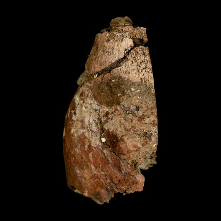 2.5" Hadrosaur Dinosaur Fossil Vertebrae Prosses Bone Judith River FM Montana COA