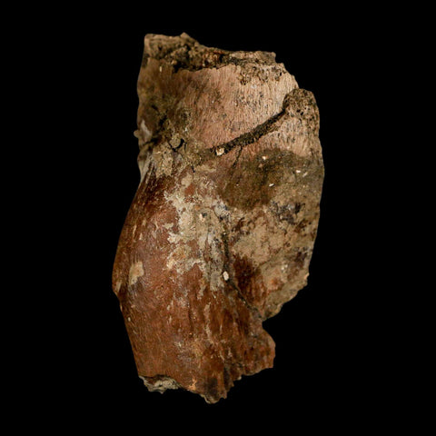 2.5" Hadrosaur Dinosaur Fossil Vertebrae Prosses Bone Judith River FM Montana COA - Fossil Age Minerals