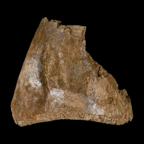 1.9" Hadrosaur Dinosaur Fossil Limb Bone Judith River Formation Montana COA - Fossil Age Minerals