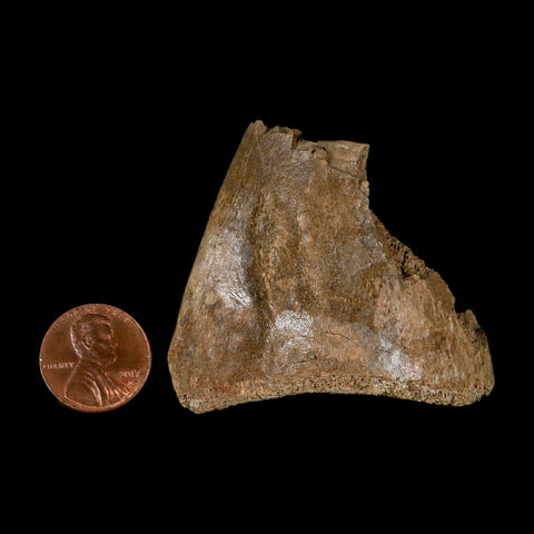 1.9" Hadrosaur Dinosaur Fossil Limb Bone Judith River Formation Montana COA - Fossil Age Minerals