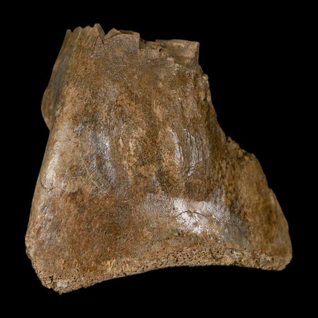 1.9" Hadrosaur Dinosaur Fossil Limb Bone Judith River Formation Montana COA