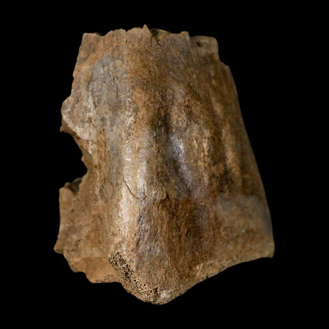 1.9" Hadrosaur Dinosaur Fossil Limb Bone Judith River Formation Montana COA - Fossil Age Minerals