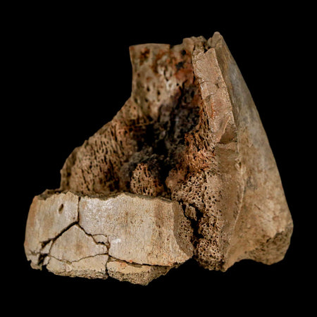 1.9" Hadrosaur Dinosaur Fossil Limb Bone Judith River Formation Montana COA