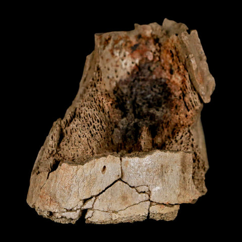 1.9" Hadrosaur Dinosaur Fossil Limb Bone Judith River Formation Montana COA - Fossil Age Minerals