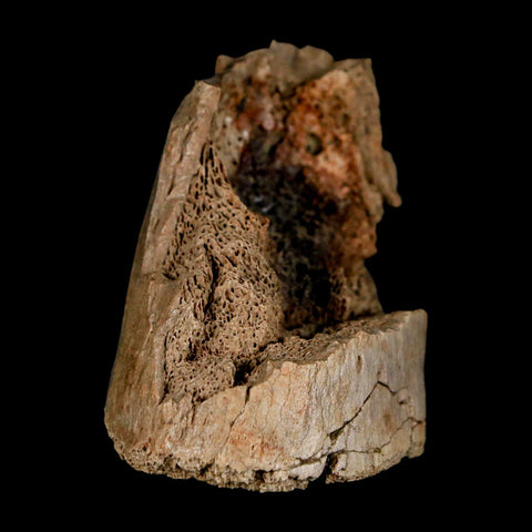 1.9" Hadrosaur Dinosaur Fossil Limb Bone Judith River Formation Montana COA - Fossil Age Minerals