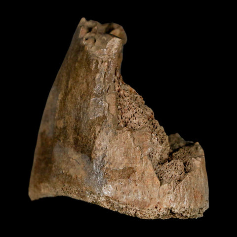 1.9" Hadrosaur Dinosaur Fossil Limb Bone Judith River Formation Montana COA - Fossil Age Minerals