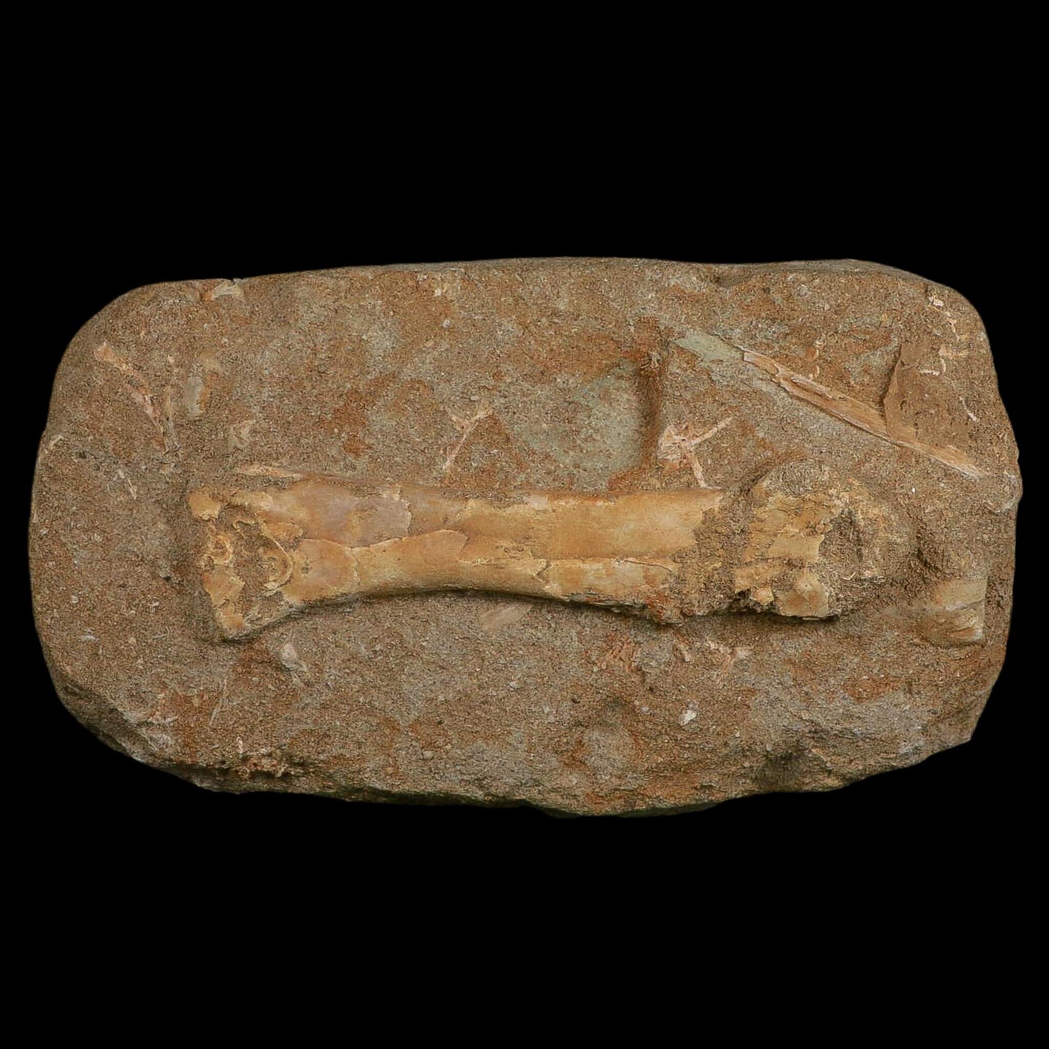 4.5" Pterosaur Tethydraco Regalis Fossil Bone Upper Cretaceous Morocco Stand COA - Fossil Age Minerals