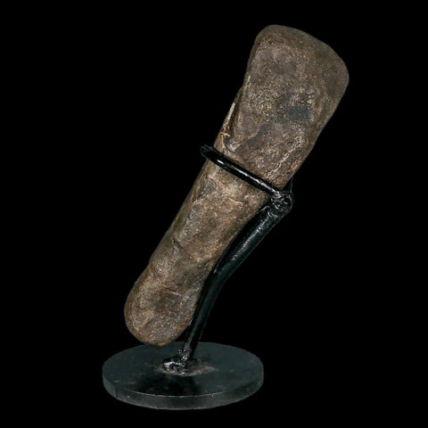 6.2" Hypacrosaurus Dinosaur Fossil Metatarsal Toe Two Medicine FM MT COA, Stand - Fossil Age Minerals