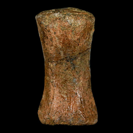 1.9" Struthiomimus Fossil Tail Vertebrae Hell Creek FM MT Cretaceous Dinosaur COA