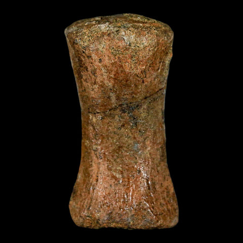 1.9" Struthiomimus Fossil Tail Vertebrae Hell Creek FM MT Cretaceous Dinosaur COA - Fossil Age Minerals