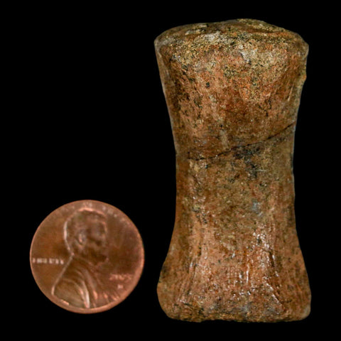 1.9" Struthiomimus Fossil Tail Vertebrae Hell Creek FM MT Cretaceous Dinosaur COA - Fossil Age Minerals