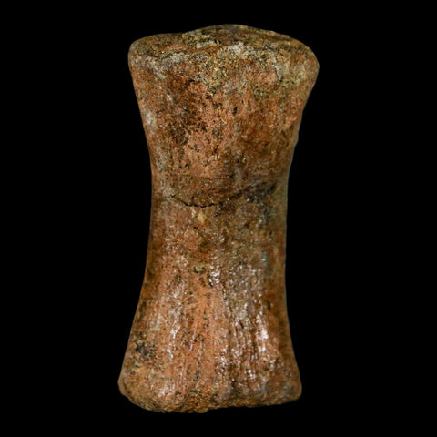 1.9" Struthiomimus Fossil Tail Vertebrae Hell Creek FM MT Cretaceous Dinosaur COA - Fossil Age Minerals