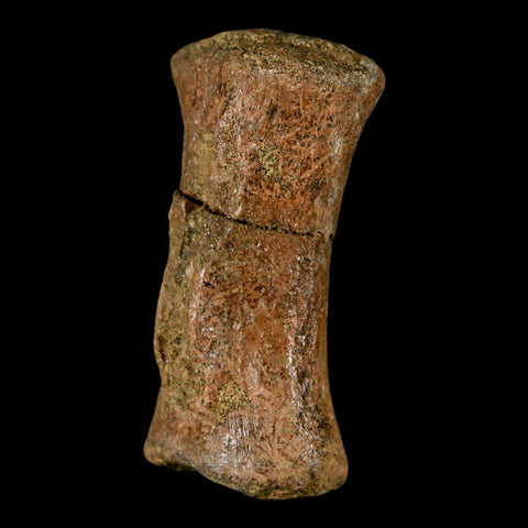 1.9" Struthiomimus Fossil Tail Vertebrae Hell Creek FM MT Cretaceous Dinosaur COA - Fossil Age Minerals