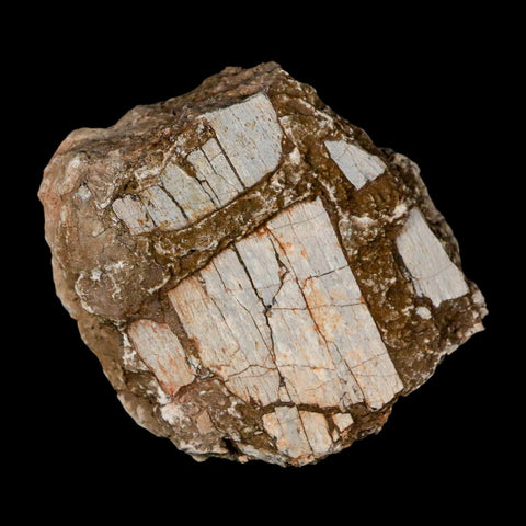 2.3" Stegosaurus Fossil Bone Specimen Morrison FM Wyoming Jurassic Age Dinosaur COA - Fossil Age Minerals