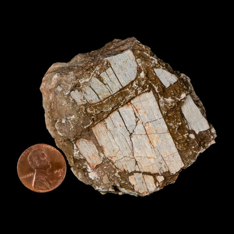 2.3" Stegosaurus Fossil Bone Specimen Morrison FM Wyoming Jurassic Age Dinosaur COA - Fossil Age Minerals