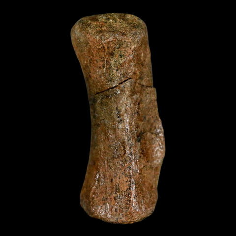 1.9" Struthiomimus Fossil Tail Vertebrae Hell Creek FM MT Cretaceous Dinosaur COA - Fossil Age Minerals