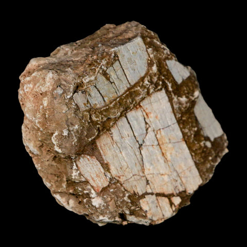 2.3" Stegosaurus Fossil Bone Specimen Morrison FM Wyoming Jurassic Age Dinosaur COA - Fossil Age Minerals