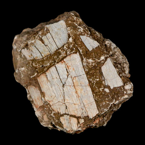 2.3" Stegosaurus Fossil Bone Specimen Morrison FM Wyoming Jurassic Age Dinosaur COA - Fossil Age Minerals