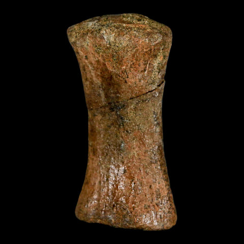 1.9" Struthiomimus Fossil Tail Vertebrae Hell Creek FM MT Cretaceous Dinosaur COA - Fossil Age Minerals