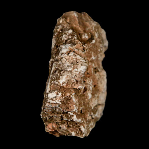 2.3" Stegosaurus Fossil Bone Specimen Morrison FM Wyoming Jurassic Age Dinosaur COA - Fossil Age Minerals