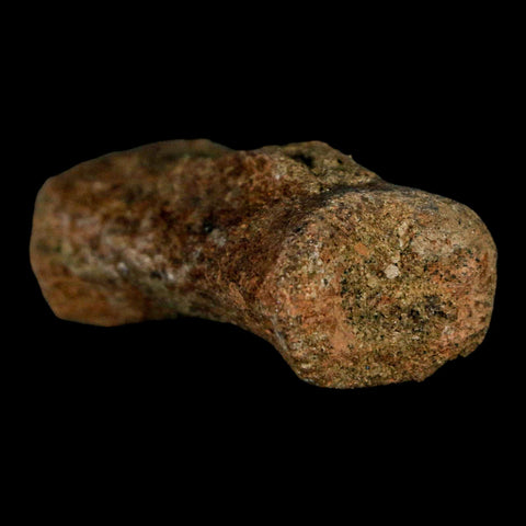 1.9" Struthiomimus Fossil Tail Vertebrae Hell Creek FM MT Cretaceous Dinosaur COA - Fossil Age Minerals