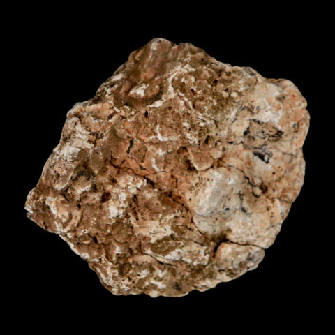 2.3" Stegosaurus Fossil Bone Specimen Morrison FM Wyoming Jurassic Age Dinosaur COA - Fossil Age Minerals