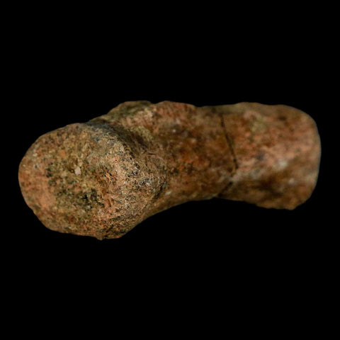 1.9" Struthiomimus Fossil Tail Vertebrae Hell Creek FM MT Cretaceous Dinosaur COA - Fossil Age Minerals