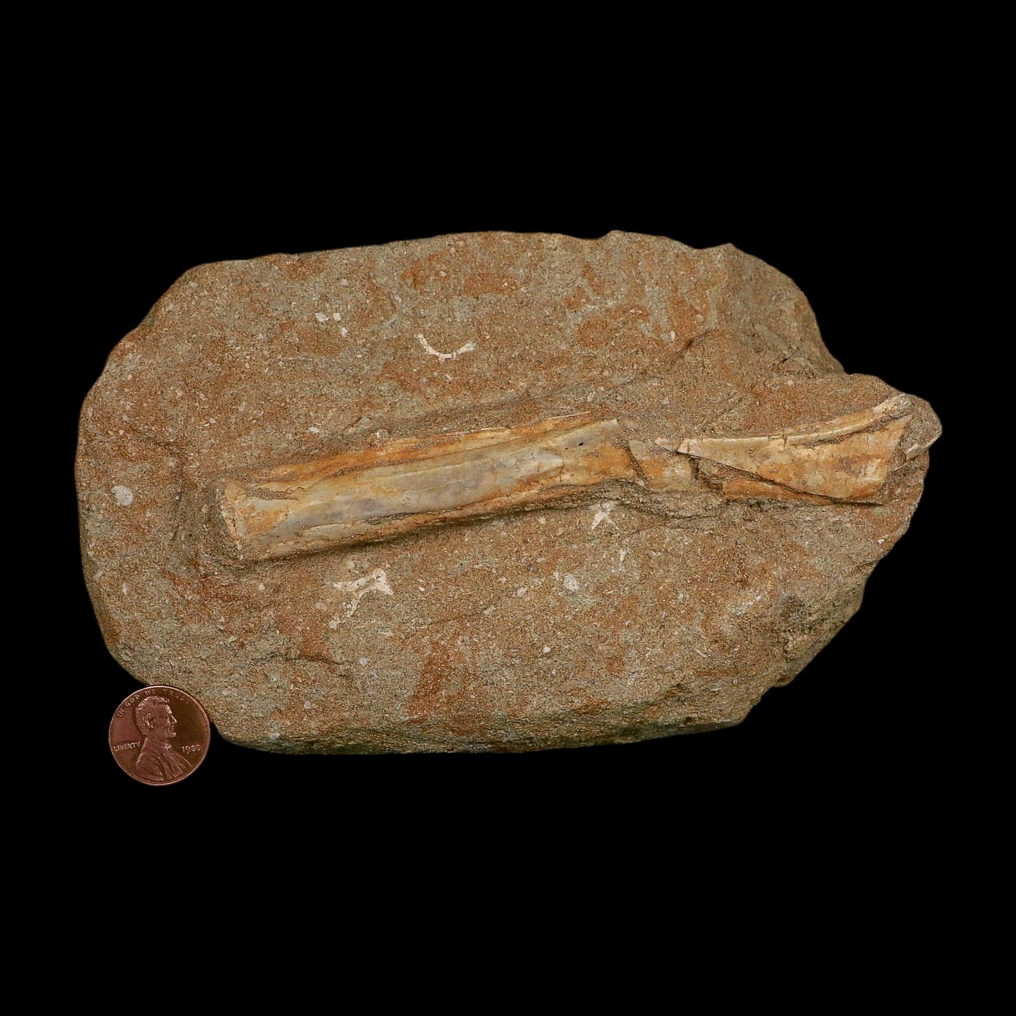 5.3" Pterosaur Tethydraco Regalis Fossil Bone Upper Cretaceous Morocco Stand COA - Fossil Age Minerals