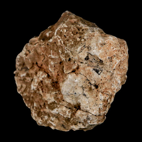 2.3" Stegosaurus Fossil Bone Specimen Morrison FM Wyoming Jurassic Age Dinosaur COA - Fossil Age Minerals