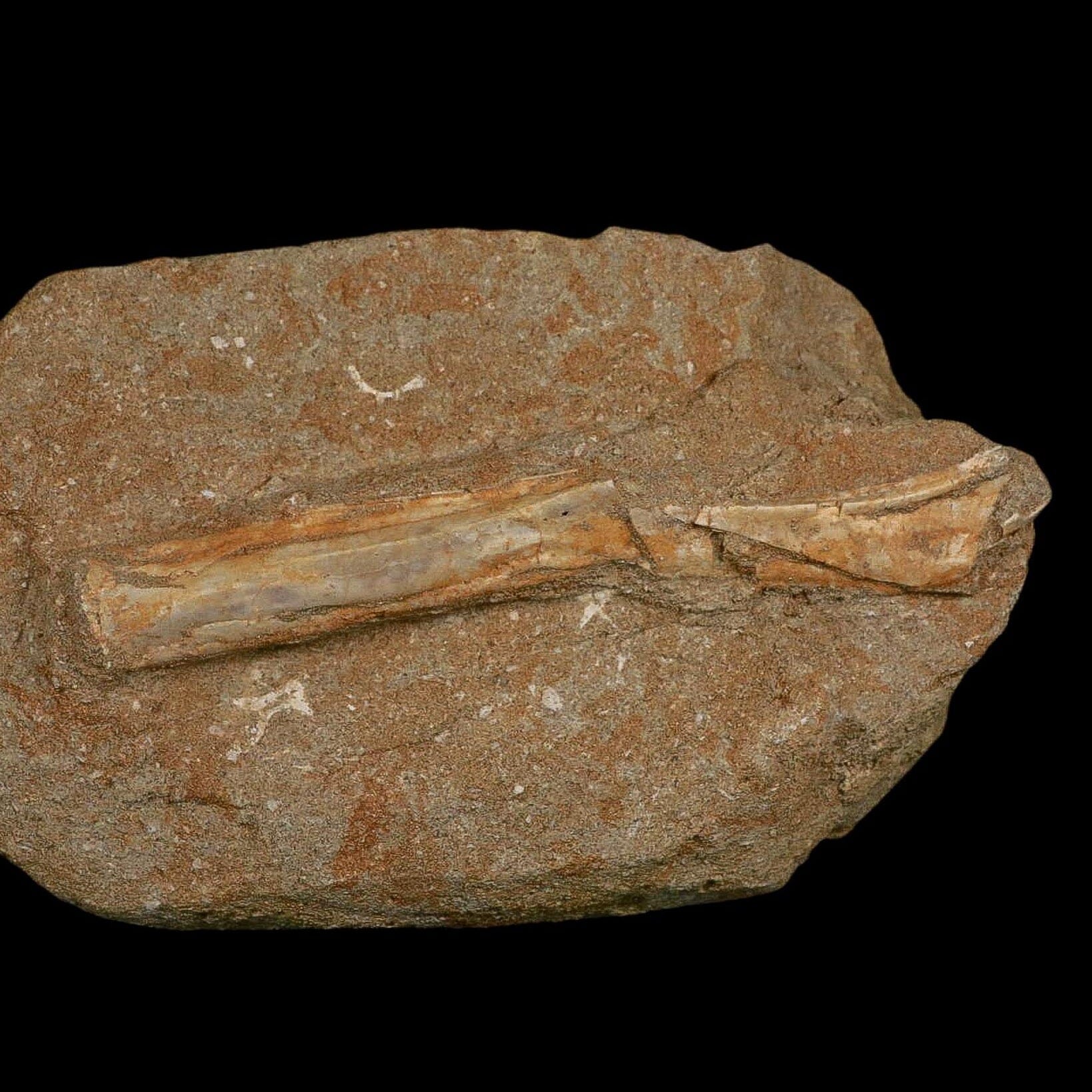 5.3" Pterosaur Tethydraco Regalis Fossil Bone Upper Cretaceous Morocco Stand COA - Fossil Age Minerals