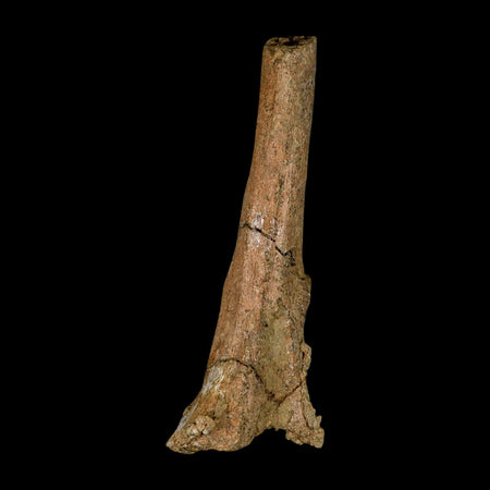 6.3" Edmontosaurus Fossil Vertebra Process Bone Lance Creek Cretaceous Dinosaur WY