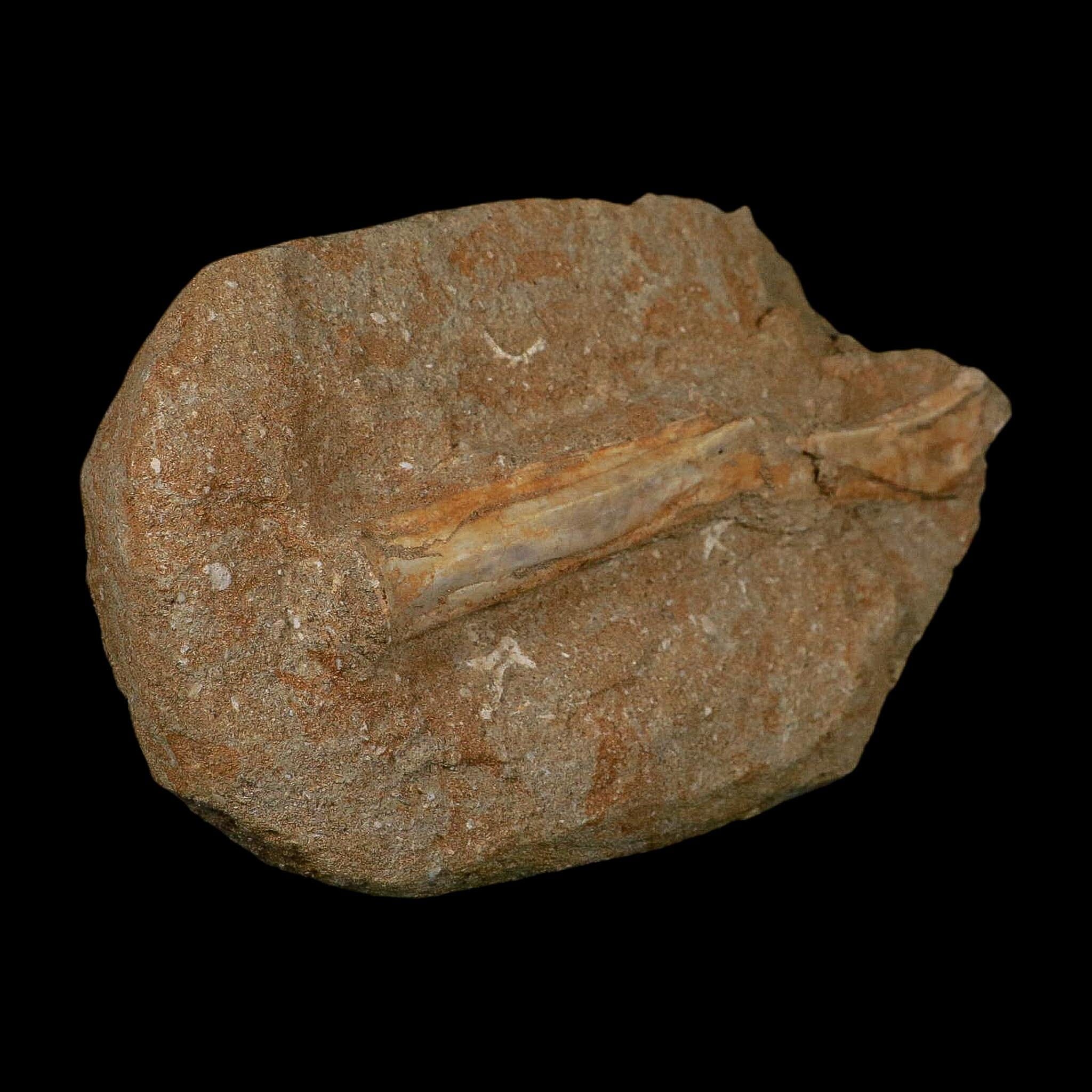 5.3" Pterosaur Tethydraco Regalis Fossil Bone Upper Cretaceous Morocco Stand COA - Fossil Age Minerals