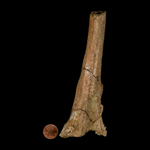 6.3" Edmontosaurus Fossil Vertebra Process Bone Lance Creek Cretaceous Dinosaur WY - Fossil Age Minerals