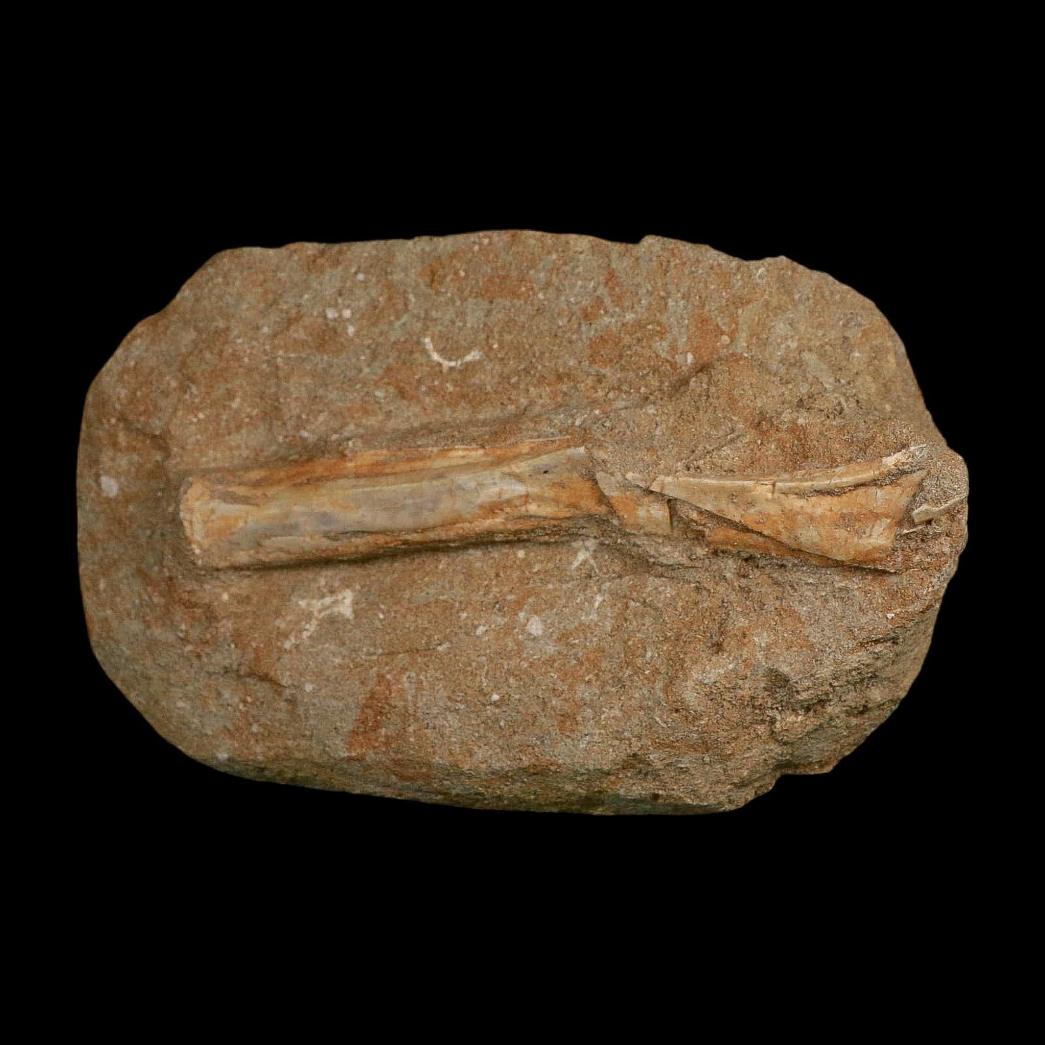 5.3" Pterosaur Tethydraco Regalis Fossil Bone Upper Cretaceous Morocco Stand COA - Fossil Age Minerals