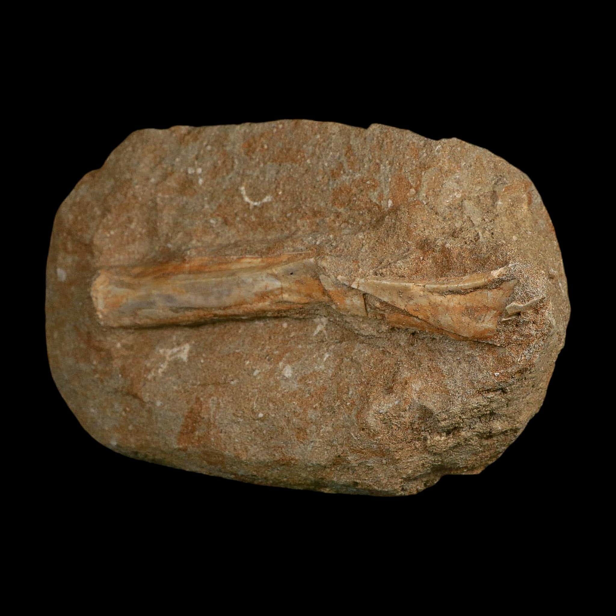 5.3" Pterosaur Tethydraco Regalis Fossil Bone Upper Cretaceous Morocco Stand COA - Fossil Age Minerals