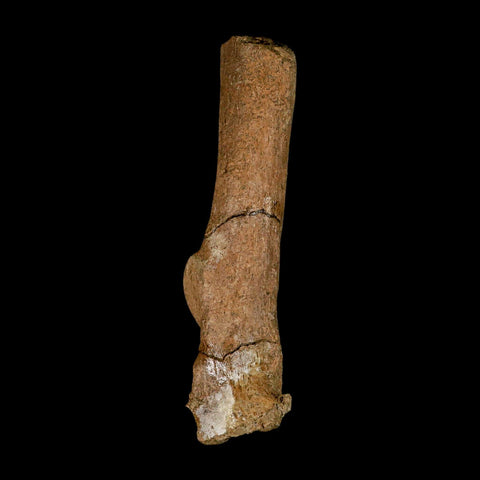6.3" Edmontosaurus Fossil Vertebra Process Bone Lance Creek Cretaceous Dinosaur WY - Fossil Age Minerals