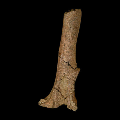 6.3" Edmontosaurus Fossil Vertebra Process Bone Lance Creek Cretaceous Dinosaur WY - Fossil Age Minerals