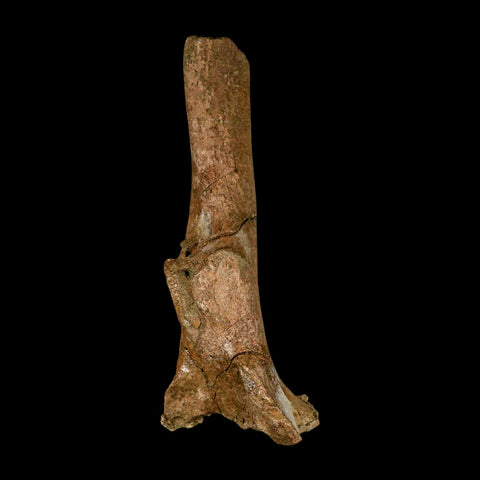 6.3" Edmontosaurus Fossil Vertebra Process Bone Lance Creek Cretaceous Dinosaur WY - Fossil Age Minerals