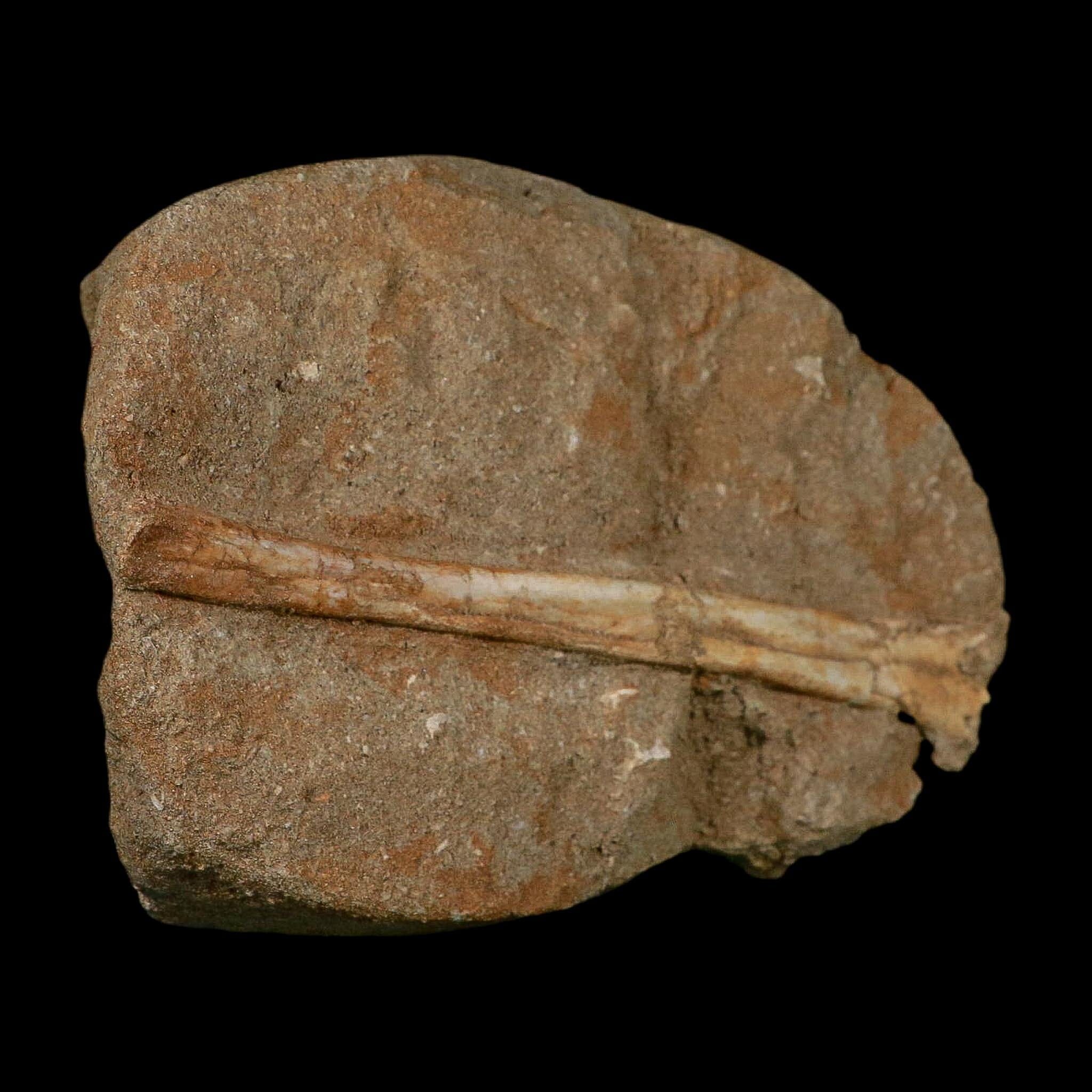 5.4" Pterosaur Tethydraco Regalis Fossil Bone Upper Cretaceous Morocco Stand COA - Fossil Age Minerals