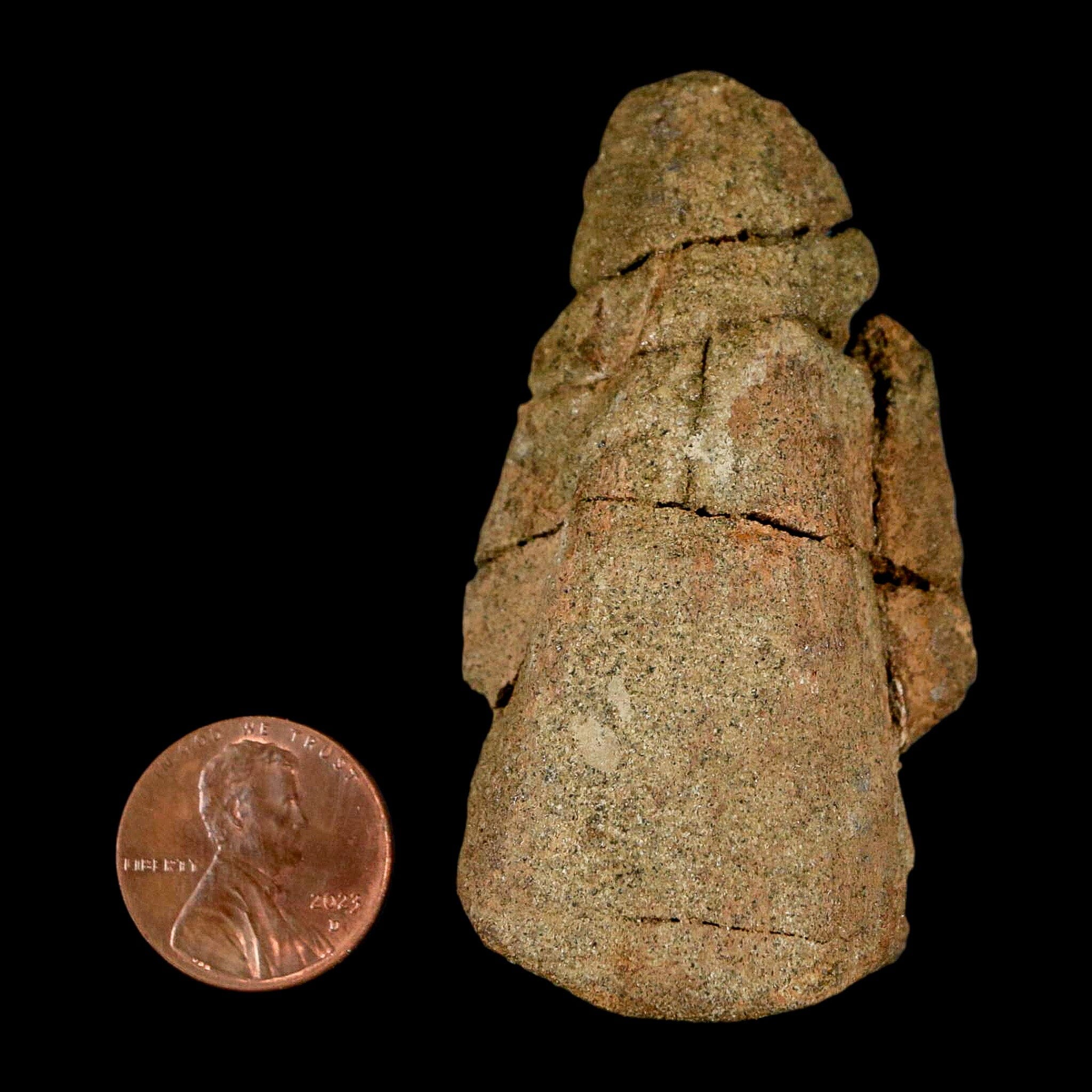 2.6" Pachycephalosaurus Dinosaur Fossil Foot Claw Lance Creek FM Wyoming COA - Fossil Age Minerals