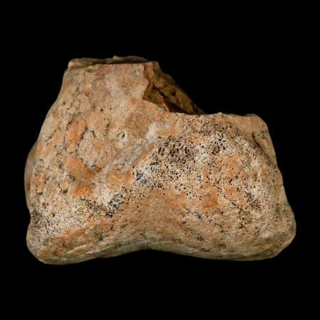 1.4" Pachycephalosaurus Dinosaur Limb Bone Fossil Lance Creek FM Wyoming COA