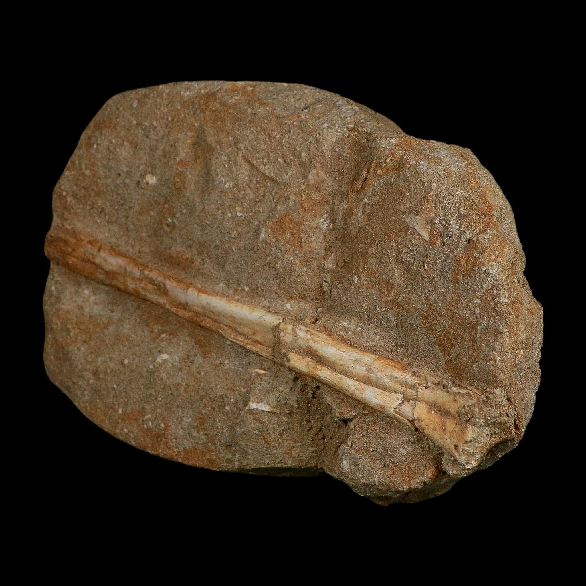 5.4" Pterosaur Tethydraco Regalis Fossil Bone Upper Cretaceous Morocco Stand COA - Fossil Age Minerals