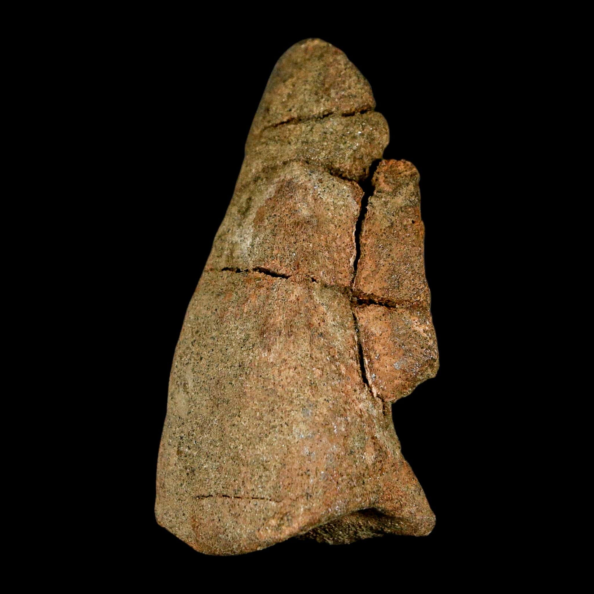 2.6" Pachycephalosaurus Dinosaur Fossil Foot Claw Lance Creek FM Wyoming COA - Fossil Age Minerals