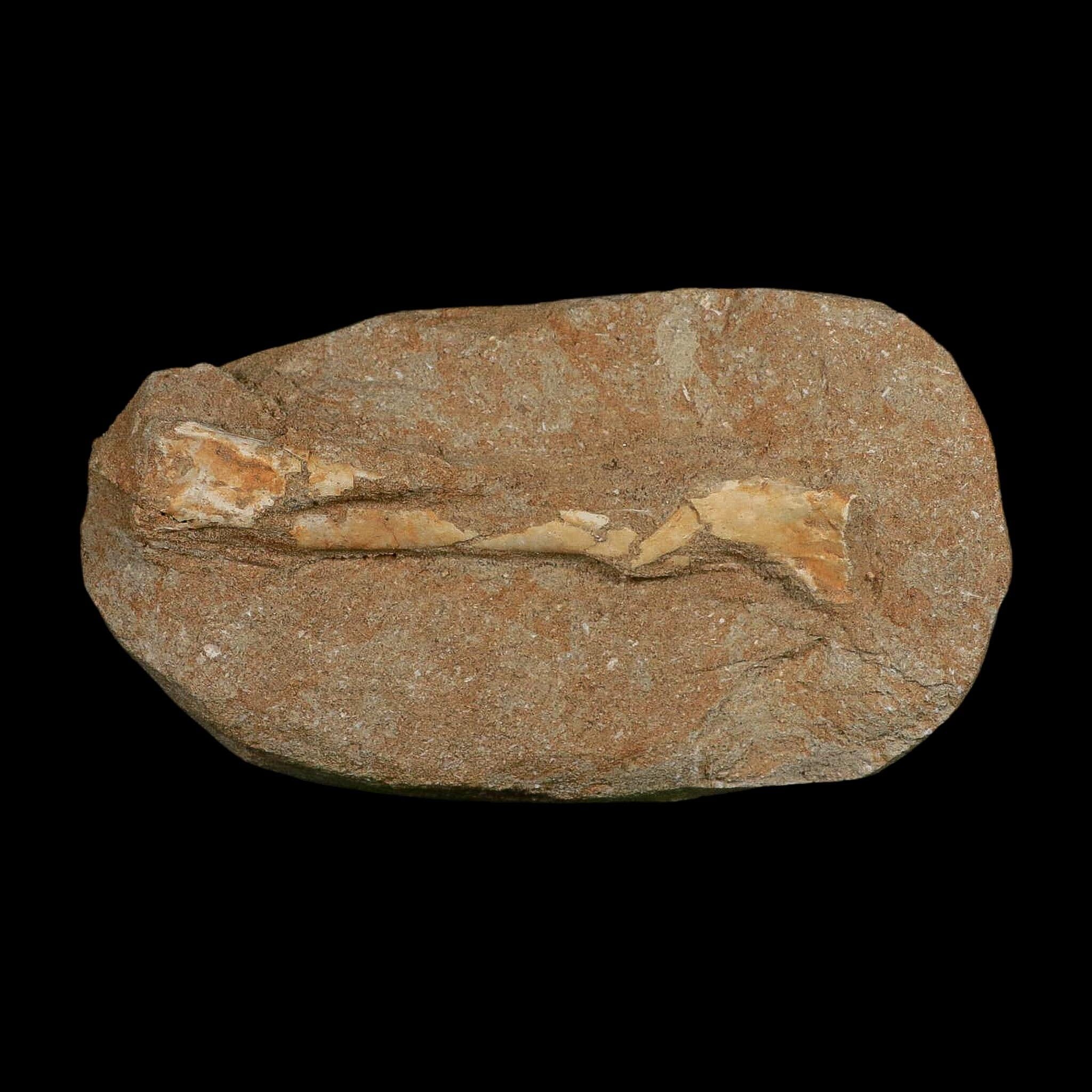 5.2" Pterosaur Tethydraco Regalis Fossil Bone Upper Cretaceous Morocco Stand COA - Fossil Age Minerals